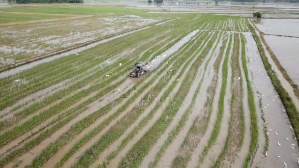 Landbouwrijstpadie was in de loop van tien jaar verhoogd door het ploegen van buffels om te zetten in tractoren. — Stockvideo