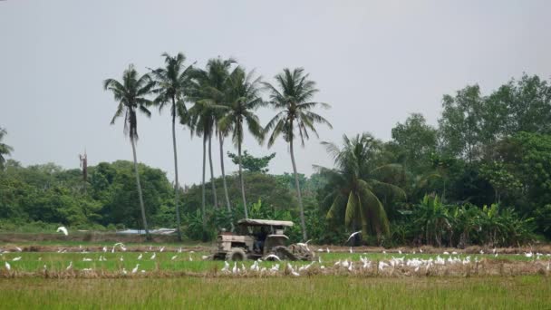 Bukit Metajam Penang Μαλαισία Σεπτέμβριος 2018 Harvester Egret Birds Paddy — Αρχείο Βίντεο
