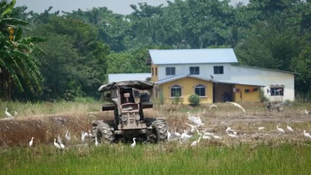 Bukit Metajam Penang Malaisie Sept 2018 Agriculteur Moissonneuse Une Aigrette — Video