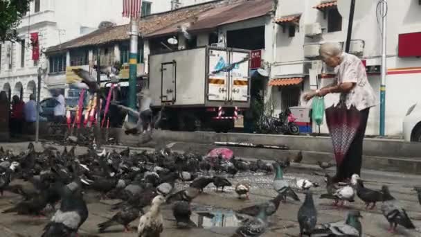 Georgetown Penang Malaysia Oct 2018 Pigeons Wait Food Distributed Woman — Vídeo de Stock