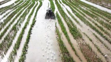 Bukit Mertajam, Penang, Malaysia - Nov 27 2018: White heron follow at the back of tractor searching food in paddy field.