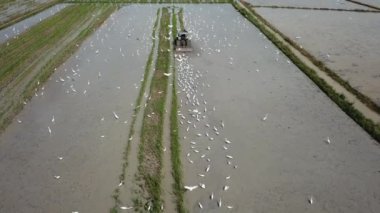 Bukit Mertajam, Penang, Malaysia - Nov 27 2018: Flock of egrets birds fly in farm together the farmers use tractor to plowing the land.