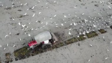 Bukit Mertajam, Penang, Malaysia - Nov 30 2018: Drone shot of tractor plowing in the paddy field together with heron bird looking for food.