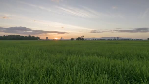 Timelapse Sunset Ray Rice Paddy Field Malaysia — Vídeos de Stock