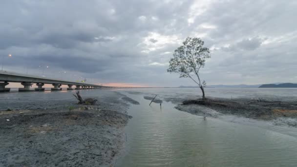 Timelapse Sunset Hour Lonely Mangrove Tree — Vídeo de Stock