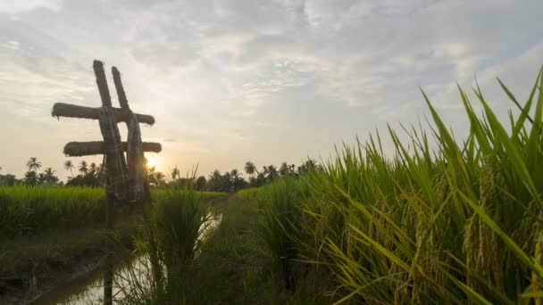 Timelapse View Hashtag Symbol Agriculture Rice Paddy Field Sunset — Vídeos de Stock