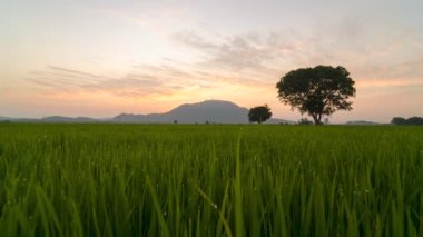 Timelapse sunrise over morning dew of rice paddy field