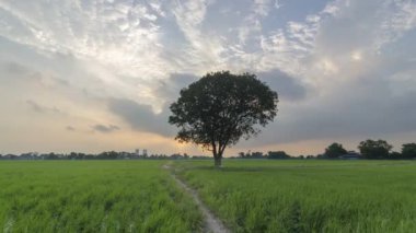 Timelapse sunset over lonely tree in paddy field