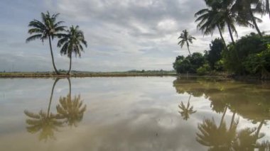 Timelapse reflection of coconut tree in rural farm.
