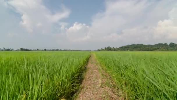 Timelapse Blue White Cloud Moving Blue Sky Green Paddy Field — Vídeos de Stock