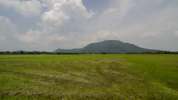 Timelapse Windy Dry Paddy Field Afternoon Malaysia — Vídeos de Stock