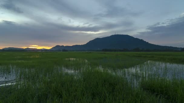 Timelapse Dramatic Sunrise Green Paddy Field Cloudy Day — Video