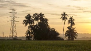 Timelapse orange sunrise over coconut tree and electric tower in paddy field