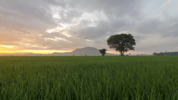 Timelapse Dramatic Sky Cloudy Morning Green Paddy Field Malaysia — Vídeos de Stock