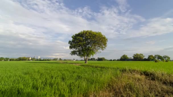 Timelapse White Cloud Move Green Tree Paddy Field — Vídeos de Stock