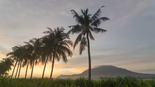 Timelapse Sunrise Coconut Trees Malaysia — Αρχείο Βίντεο