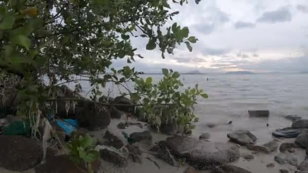 Timelapse View Rubbish Garbage Mangrove Tree Root Sea Coastal — Video