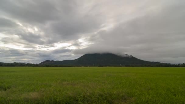 Timelapse Cloudy Morning Paddy Field Malaysia — Vídeos de Stock