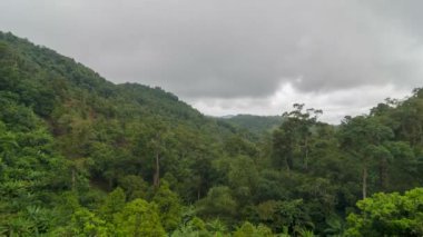 Timelapse reserved tropical rainforest at Malaysia