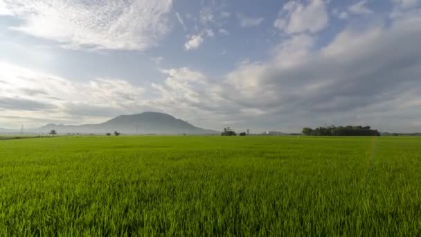 Временной Облачный День Над Огромным Открытым Рисовым Полем — стоковое видео