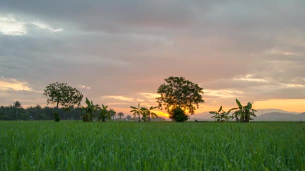 Timelapse Sunrise Área Rural Plantação Verde Bananeiras Campo Arrozais — Vídeo de Stock