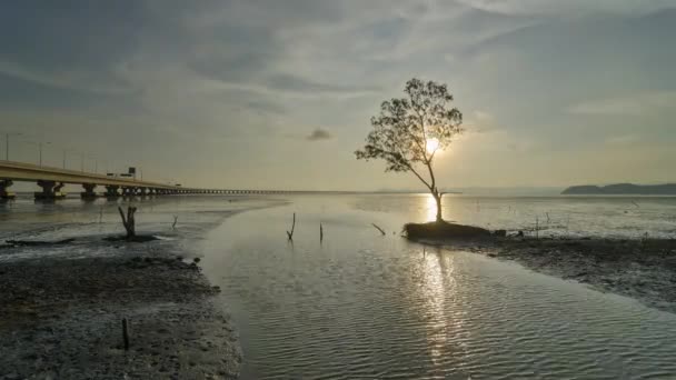 Timelapse Vue Spectaculaire Coucher Soleil Sur Mangrove — Video