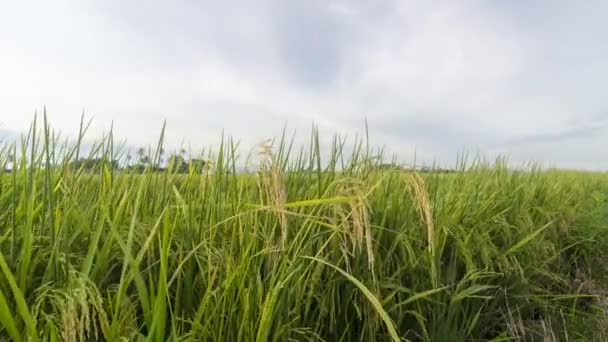 Včasný Pohled Zralé Rýžové Pole Foukat Větrem — Stock video