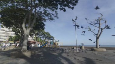 Ağaçların hareket eden gölgesi zaman ayarlı görünüm