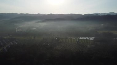 Tepe bölgesindeki hava manzaralı sisli plantasyon