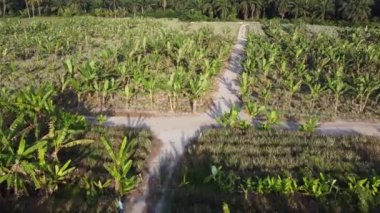 Akşamları muz çiftliğinin üzerinden uç. Gölgeli yeşil muz yaprağı