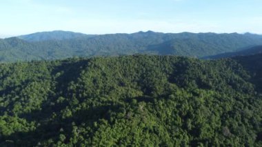 Güneşli bir günde Malezya 'nın hava manzaralı yeşil ormanı