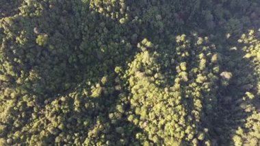 İHA görüntüsü Malezya Tropikal yağmur ormanları Sabah güneşli ışıkla