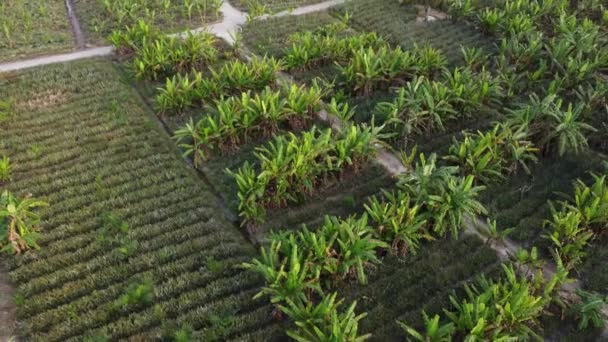 Blick Aus Der Luft Auf Bananenplantage Bauernhof — Stockvideo