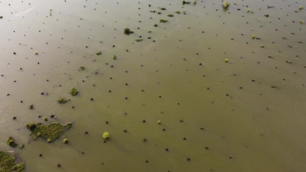 Árbol Vista Aérea Tronco Pantano Corta — Vídeo de stock