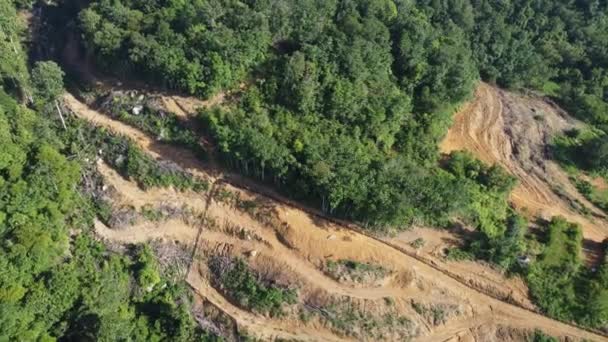 Entwaldung Mit Dem Für Die Plantage Gefällten Baum — Stockvideo