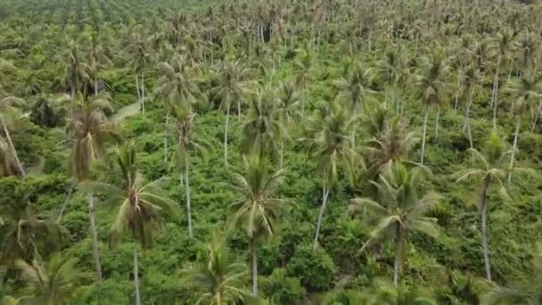 Vista Aérea Mirar Hacia Abajo Exuberante Árbol Coco Verde — Vídeo de stock