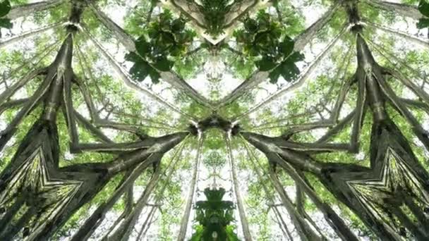 Modello Simmetria Triangolo Caleidoscopio Ramo Naturale Albero Nella Foresta Motivo — Video Stock