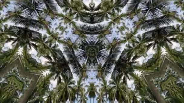 Widok Trójkąta Drzewa Kokosowego Widoku Trójkąta Wzór Geometryczny Animacji — Wideo stockowe