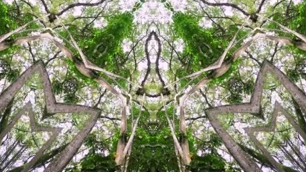 Symetria Kalejdoskop Tło Drzewa Lesie Wzór Geometryczny Animacji — Wideo stockowe