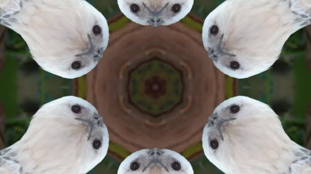 Kaleidoskop Adler Symmetrie Abstrakten Hintergrund Animationsgeometrisches Muster — Stockvideo