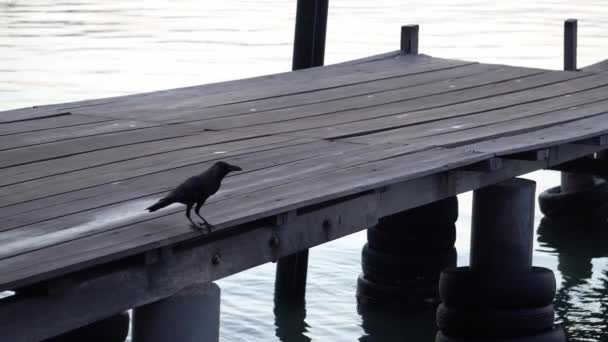 Corbeau Cherche Nourriture Pont Bois Puis Envole — Video