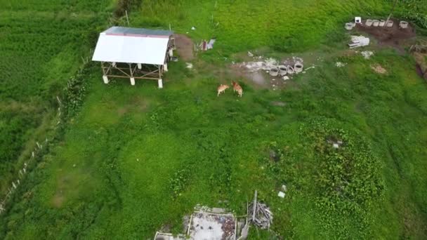Letecký Pohled Krávy Dobytek Pasoucí Trávu Zeleném Poli Poblíž Chatrče — Stock video