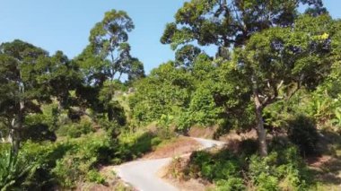 Havadan yükselen ağaç fidanlıkta görünüyor