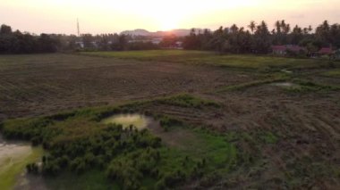 Güneşli günbatımında hasat edildikten sonra çeltik tarlasının üzerinden uç