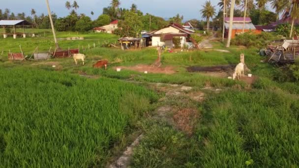 Kühe Weiden Gras Auf Der Landhausplantage Malaysias — Stockvideo