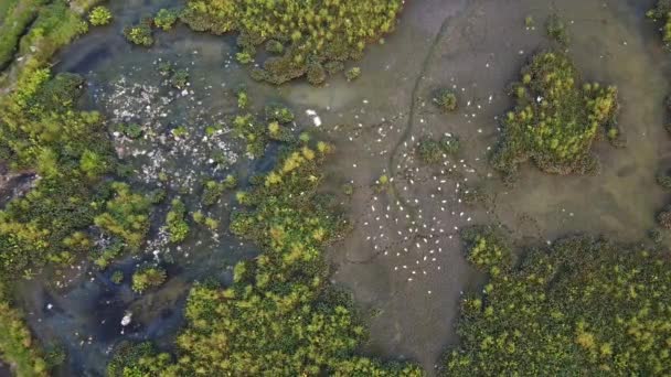 Aerial View Bird Searching Food Rubbish Dump Mud Land Paddy — Stock Video