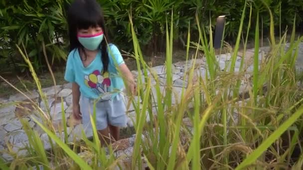 Ein Mädchen Mit Negativ Ionen Gesichtsmaske Berührt Den Reifen Reis — Stockvideo