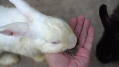 Tavşan adam elinden yemek yer.