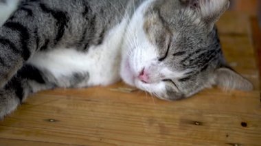 Tembel kedi uyuyor ve esniyor. Sonra da uyumaya devam ediyor.