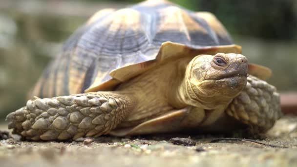 Sulcata Tortoise Ανοιγοκλείνουν Μάτια Φυσικό Περιβάλλον — Αρχείο Βίντεο
